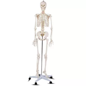 Model schelet anatomic uman cu suport