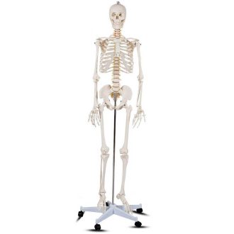 Model schelet anatomic uman cu suport