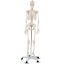 Model schelet anatomic uman cu suport