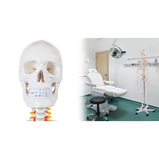 Model schelet anatomic uman cu suport