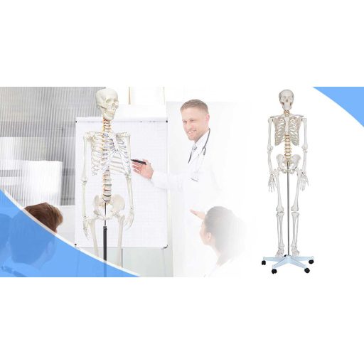 Model schelet anatomic uman cu suport