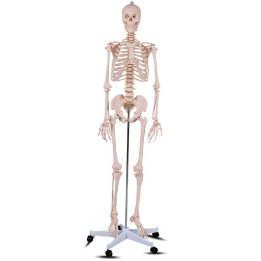 Model schelet anatomic uman cu suport