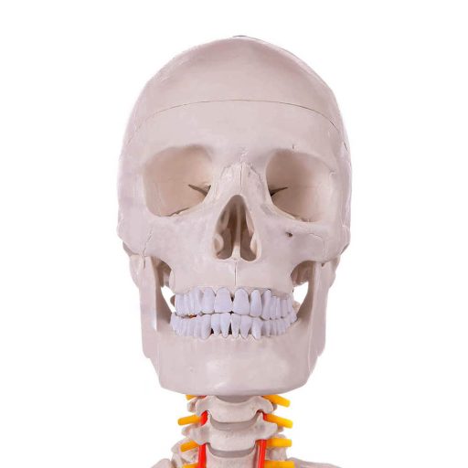 Model schelet anatomic uman cu suport