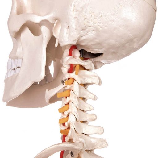 Model schelet anatomic uman cu suport