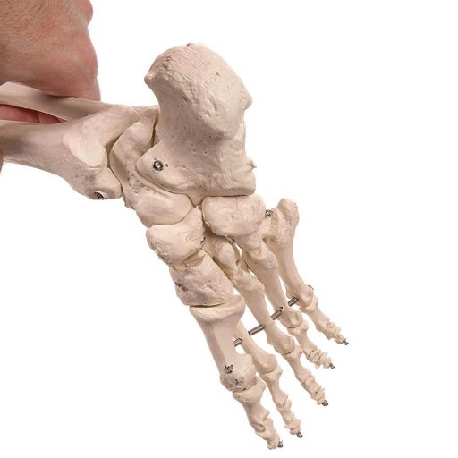 Model schelet anatomic uman cu suport