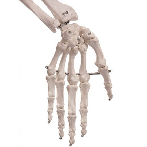Model schelet anatomic uman cu suport
